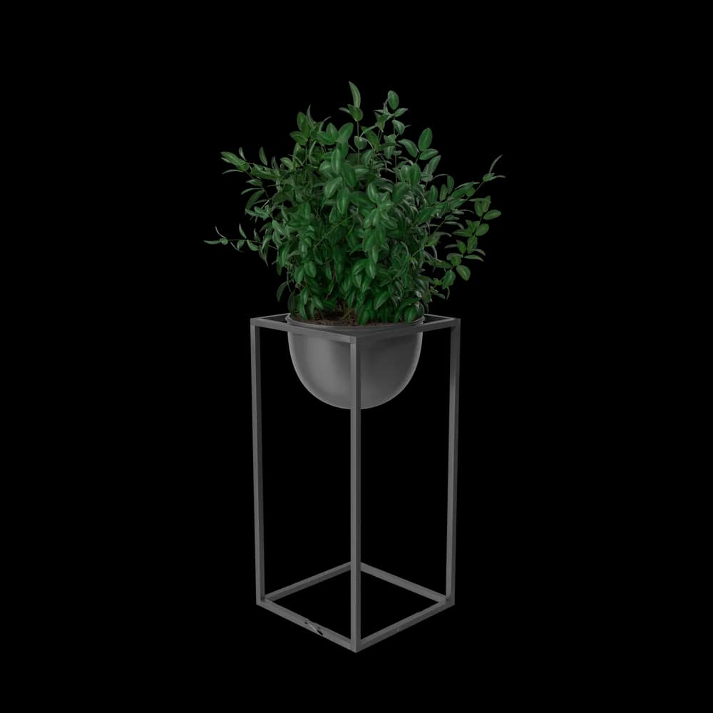 House Showpiece Plant preview