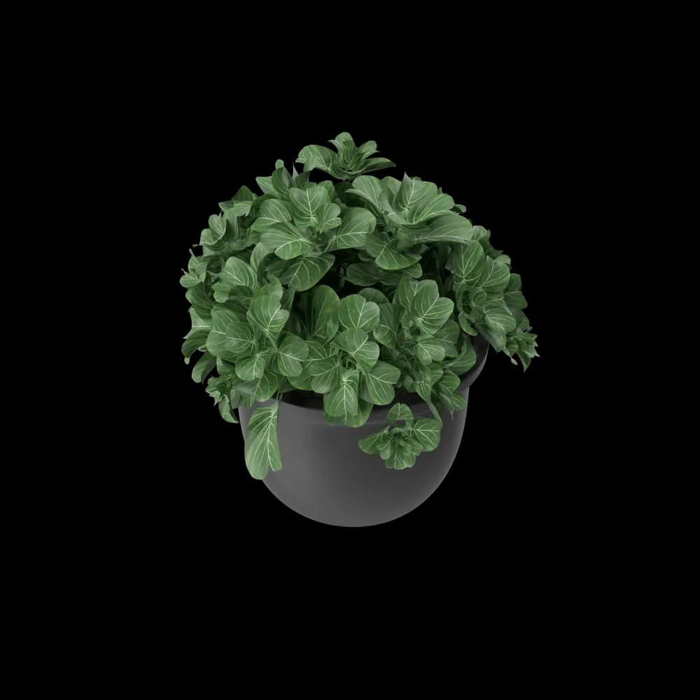 Plant Pot preview